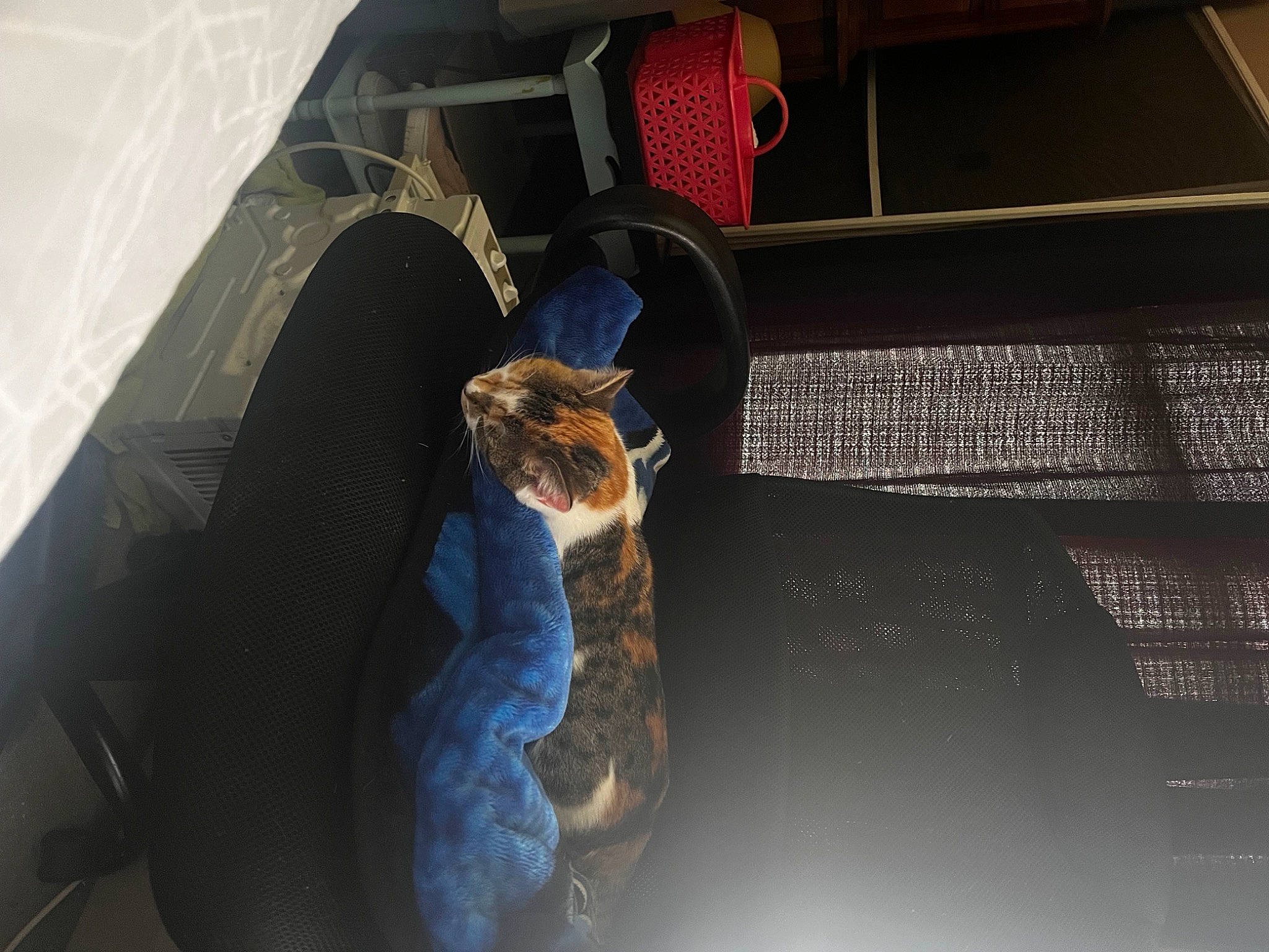 Betty joined the competition — help win amazing prizes! comfort, darkness, denim, event, felidae, flooring, font, fun, fur, room, shadow, sitting, small_to_medium_sized_cats, space, suit, visual_arts