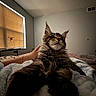 Phoenix joined the competition — help win amazing prizes! animal, bed, blanket, cat, comfort, cozy, curtain, cute, domestic, feline, fluffy, fur, hand, home, indoor, paw, pet, relaxed, resting, window