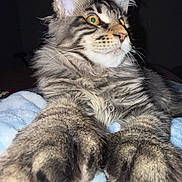 Phoenix is registered to the contest to win money with this photo: animal, blanket, cat, close_up, cute, ears, eyes, feline, fluffy, fur, indoor, mammal, paws, pet, portrait, relaxed, resting, soft, tabby, whiskers