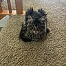 Phoenix is registered to the contest to win money with this photo: animal, brown, carpet, cat, domestic_cat, ears, feline, floor, fluffy, fur, home, indoor, loaf, long_hair, muzzle, pet, relaxed, tabby, whiskers, wooden_railings