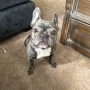 Mika is registered to the contest to win money with this photo: dog, french_bulldog, pet, indoor, carpet, furniture, couch, wooden_cabinet, brown_carpet, cute, small_dog, ears, face, looking_up, animal, companion, domestic, alert, portrait, sitting