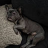dog, french_bulldog, pet, couch, pillow, resting, indoor, animal, canine, relaxed, laying_down, black, gray, fur, ears, snout, paw, cute, companion, comfort