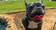 Mika joined the competition — help win amazing prizes! animal, canine, close_up, cute, daylight, dog, french_bulldog, grass, happy, heart_shaped_tongue, nature, outdoor, park, pet, playful, smiling, summer, sunlight, tongue, trees