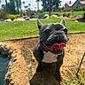 Mika joined the competition — help win amazing prizes! dog, french_bulldog, tongue, heart_shaped_tongue, smiling, pet, outdoor, sunlight, grass, trees, park, happy, canine, animal, close_up, nature, summer, daylight, playful, cute