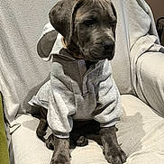 Ivar a rejoint le concours — aidez-le/la à gagner de superbes lots ! puppy, dog, gray_puppy, hoodie, clothing, sitting, chair, cushion, indoor, pet, cute, animal, fur, paw, ears, nose, young_dog, portrait, cozy, pet_clothes