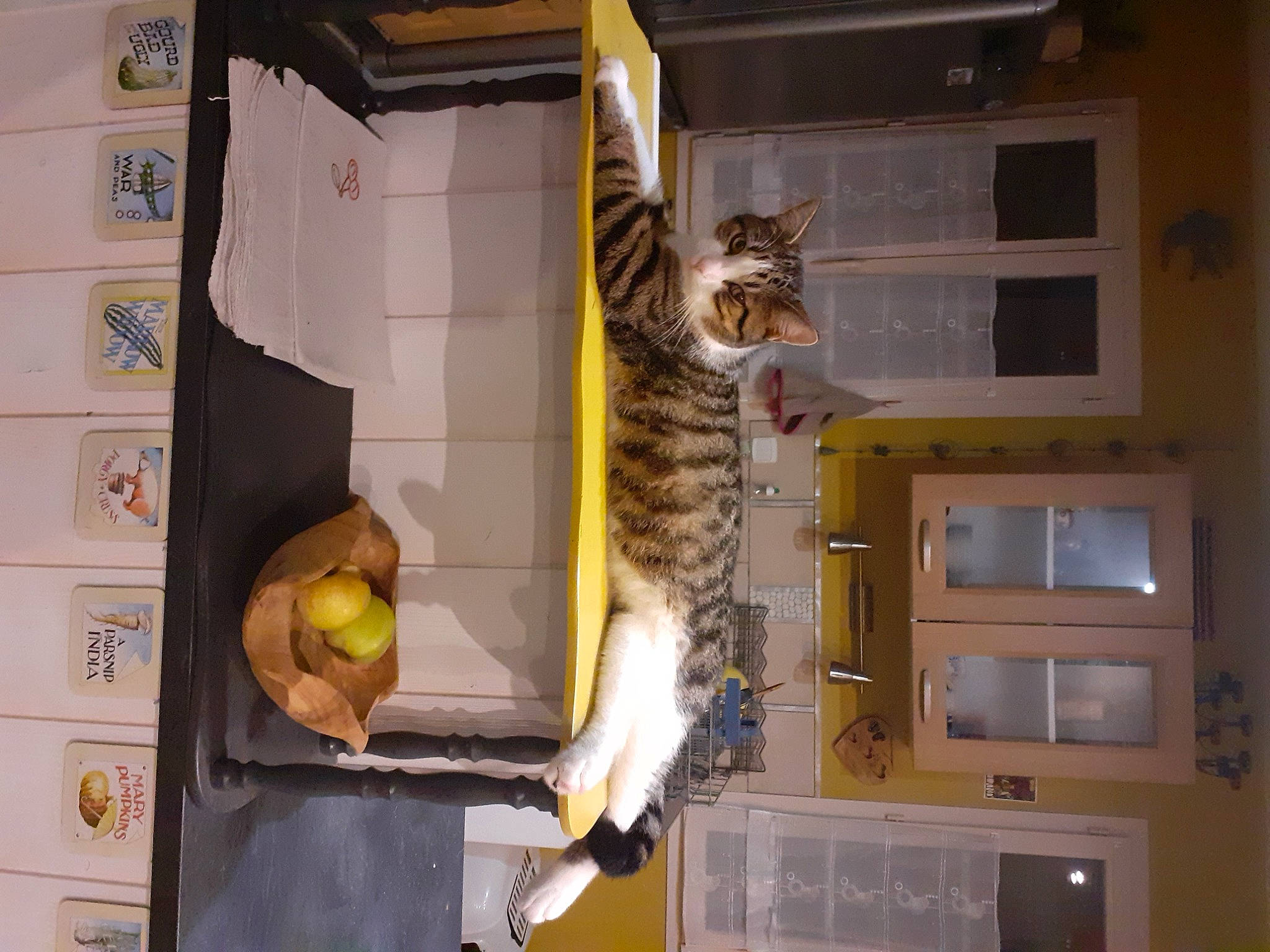 Ralph a rejoint le concours — aidez-le/la à gagner de superbes lots ! carnivore, cat, cat_supply, domestic_short_haired_cat, door, felidae, fur, home_appliance, house, interior_design, machine, major_appliance, room, shelf, shelving, small_to_medium_sized_cats, stairs, tail, whiskers, wood