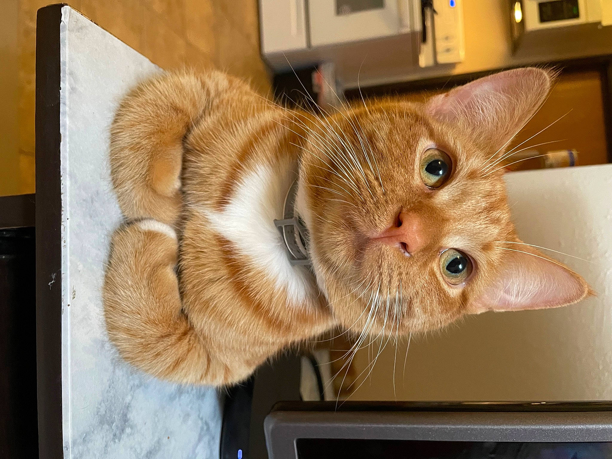 Balin is registered to the contest to win money with this photo: analog_television, carnivore, cat, cat_supply, claw, domestic_short_haired_cat, fawn, felidae, fur, paw, room, small_to_medium_sized_cats, tail, television, whiskers, window, wood