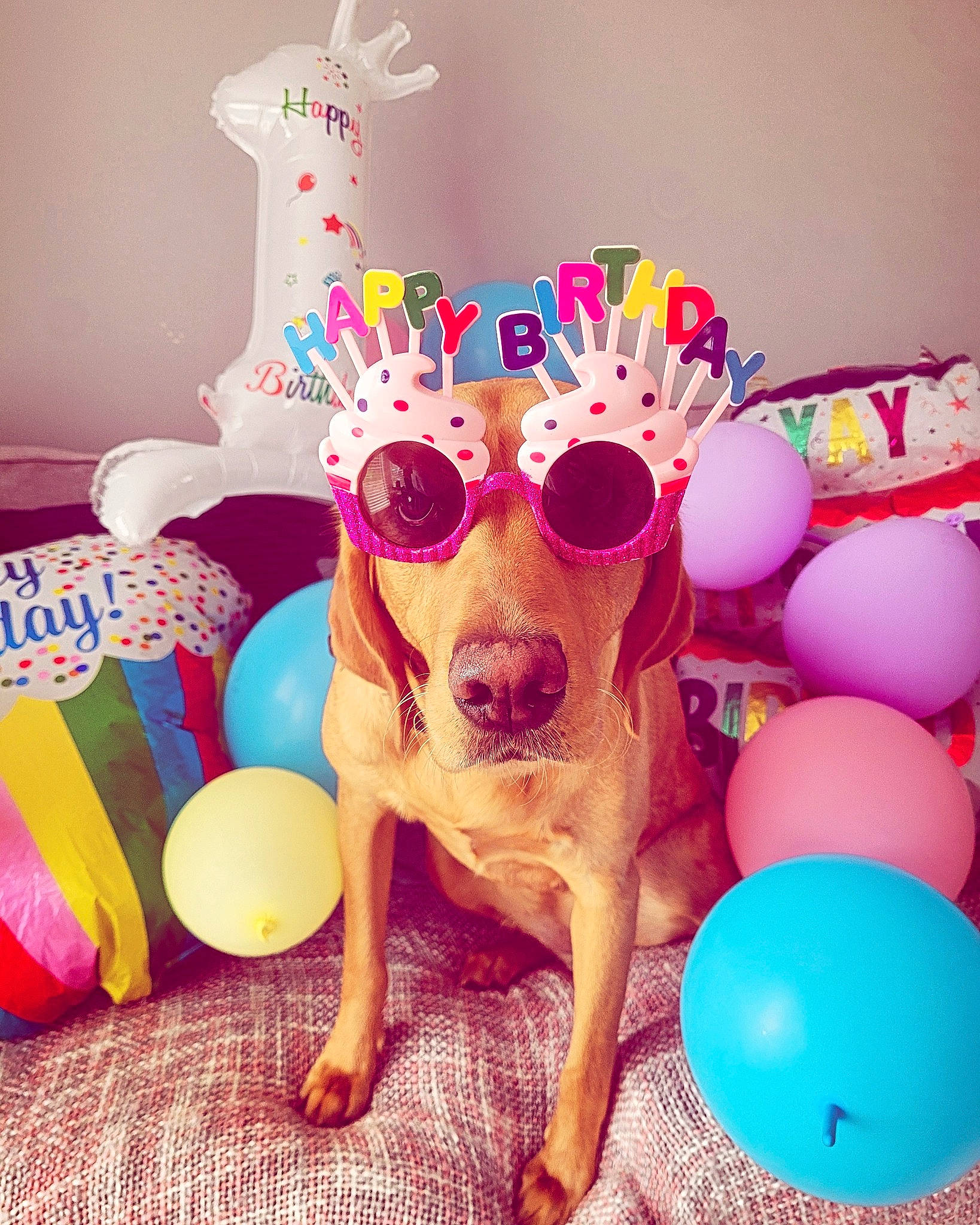 Dolly is registered to the contest to win money with this photo: art, balloon, carnivore, companion_dog, dog, dog_breed, dog_clothes, dog_supply, event, fawn, happy, magenta, party_supply, pink, stuffed_toy, table, tail, toy, toy_dog, working_animal