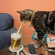 Fred is registered to the contest to win money with this photo: cat, coaster, collar, curious, drink, feline, glass, household, ice, iced_tea, indoor, magazine, orange_wall, pet, picture_frame, remote_control, sofa, straw, tabby, table