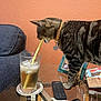 cat, coaster, collar, curious, drink, feline, glass, household, ice, iced_tea, indoor, magazine, orange_wall, pet, picture_frame, remote_control, sofa, straw, tabby, table