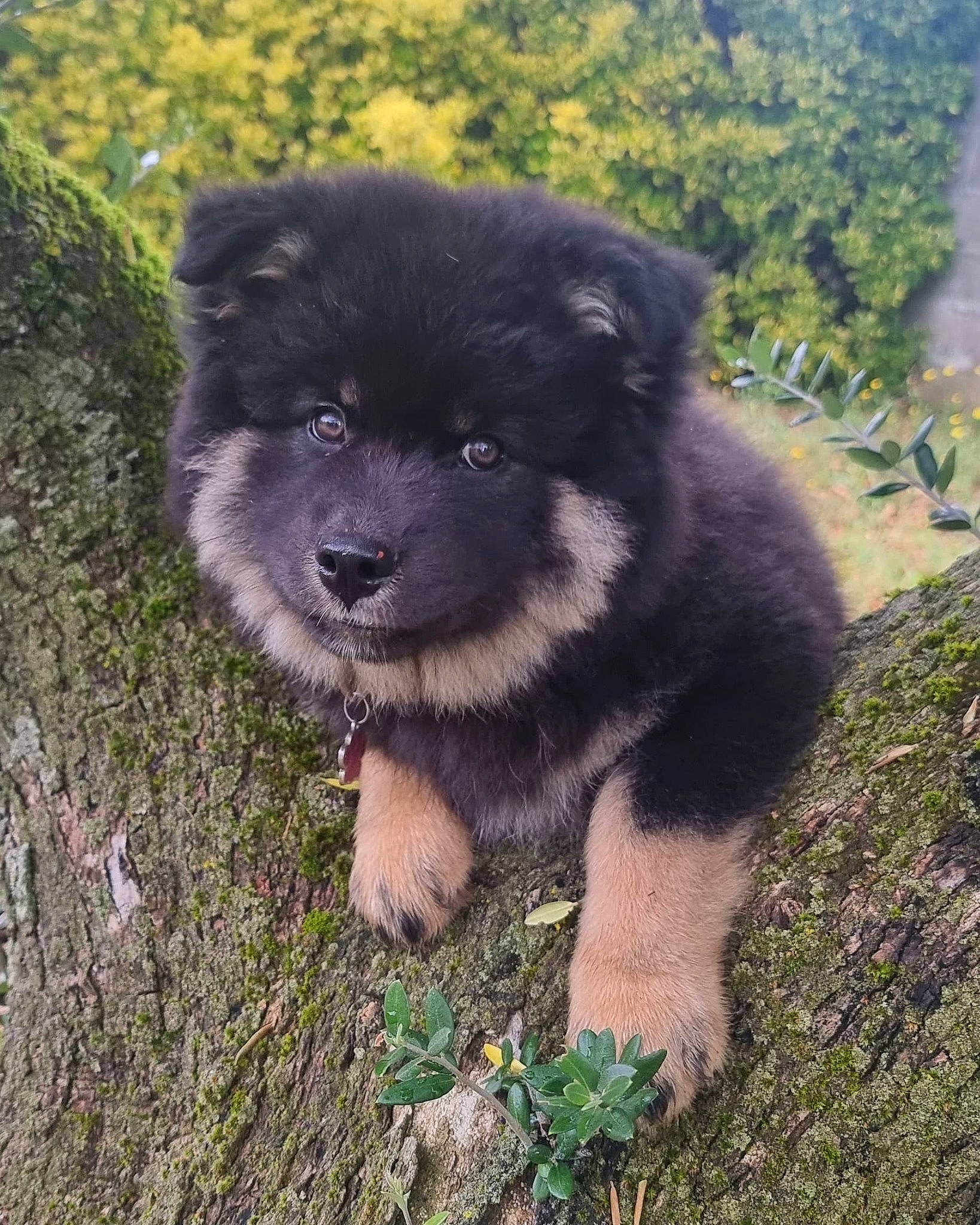 Pitchoune participe au concours pour gagner de l'argent avec cette photo : ancient_dog_breeds, canidae, carnivore, companion_dog, dog, dog_breed, grass, herding_dog, non_sporting_group, plant, puppy, snout, soil, sporting_group, terrestrial_animal, working_animal, working_dog