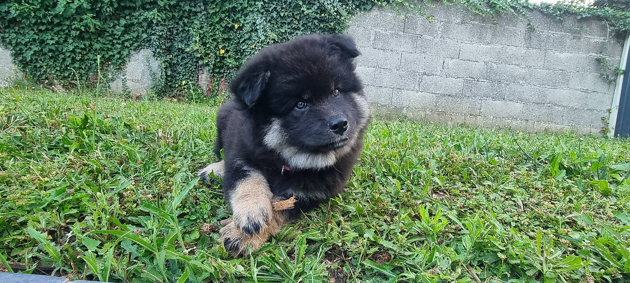 Pitchoune participe au concours pour gagner de l'argent avec cette photo : ancient_dog_breeds, borador, canidae, carnivore, companion_dog, dog, dog_breed, fur, grass, groundcover, plant, puppy, sporting_group, terrestrial_animal, working_animal, working_dog