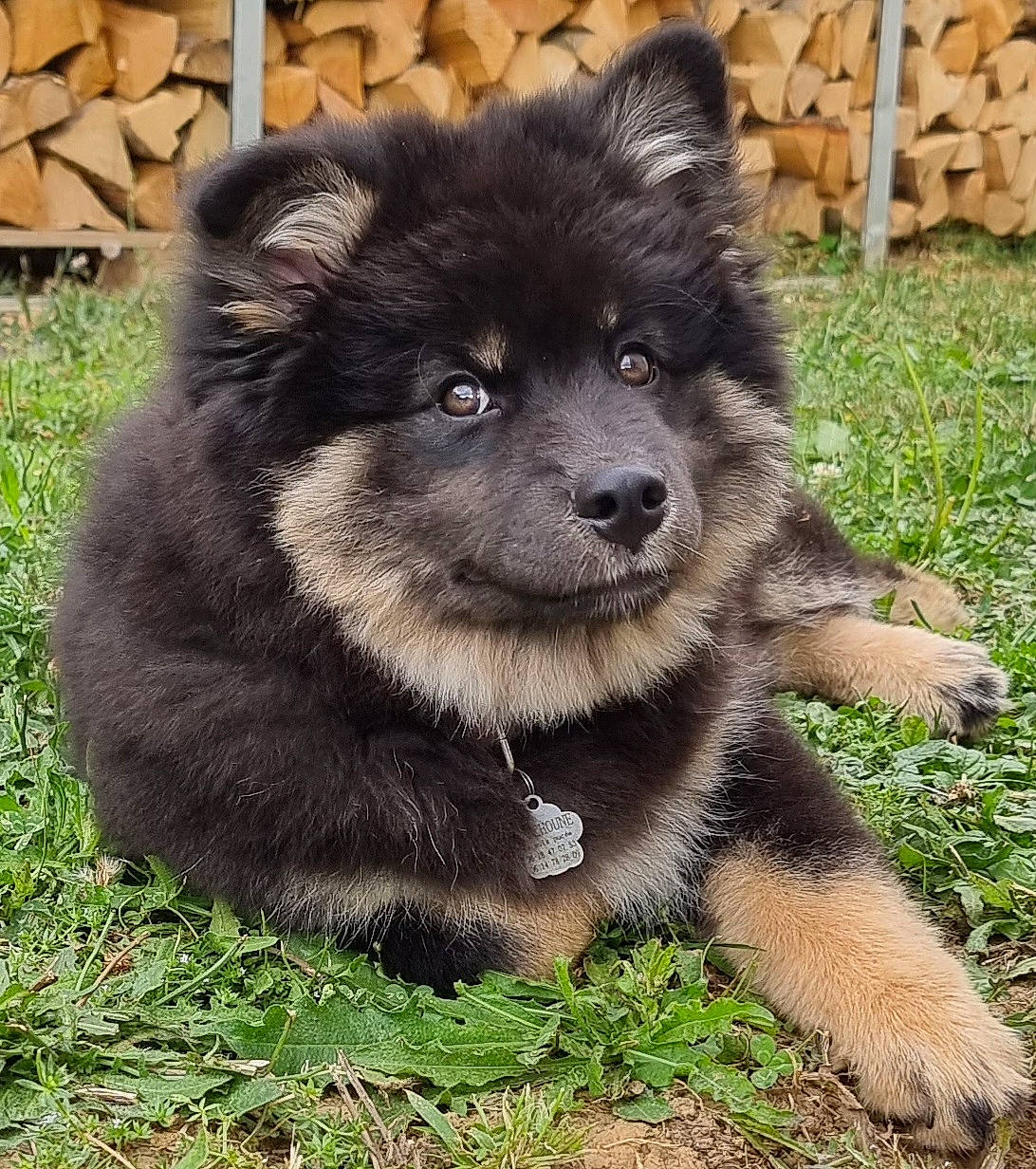 Pitchoune a rejoint le concours — aidez-le/la à gagner de superbes lots ! ancient_dog_breeds, canidae, carnivore, companion_dog, dog, dog_breed, fawn, fur, german_spitz_mittel, grass, keeshond, non_sporting_group, plant, puppy, snout, sporting_group, terrestrial_animal, toy_dog, working_animal, working_dog