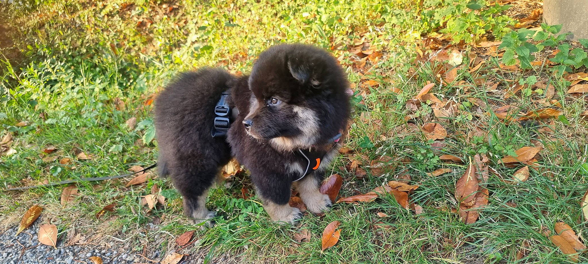 Pitchoune participe au concours pour gagner de l'argent avec cette photo : ancient_dog_breeds, biting, canidae, carnivore, companion_dog, dog, dog_breed, fur, grass, non_sporting_group, paw, puppy, snout, soil, sporting_group, tail, terrestrial_animal, toy_dog, working_animal, working_dog