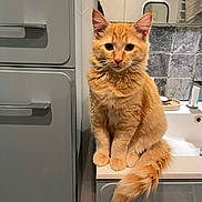 Apou a rejoint le concours — aidez-le/la à gagner de superbes lots ! animal, bathroom, cat, counter, curious, cute, domestic, ears, feline, fluffy, fur, indoors, mirror, orange_tabby, pet, sink, sitting, tail, tiles, whiskers