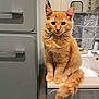 animal, bathroom, cat, counter, curious, cute, domestic, ears, feline, fluffy, fur, indoors, mirror, orange_tabby, pet, sink, sitting, tail, tiles, whiskers