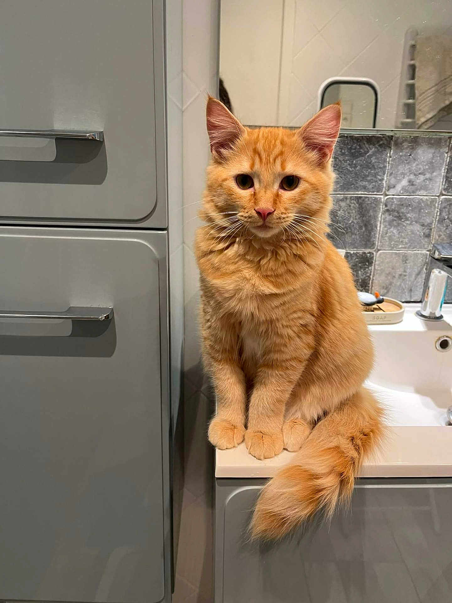 Apou a rejoint le concours — aidez-le/la à gagner de superbes lots ! animal, bathroom, cat, counter, curious, cute, domestic, ears, feline, fluffy, fur, indoors, mirror, orange_tabby, pet, sink, sitting, tail, tiles, whiskers