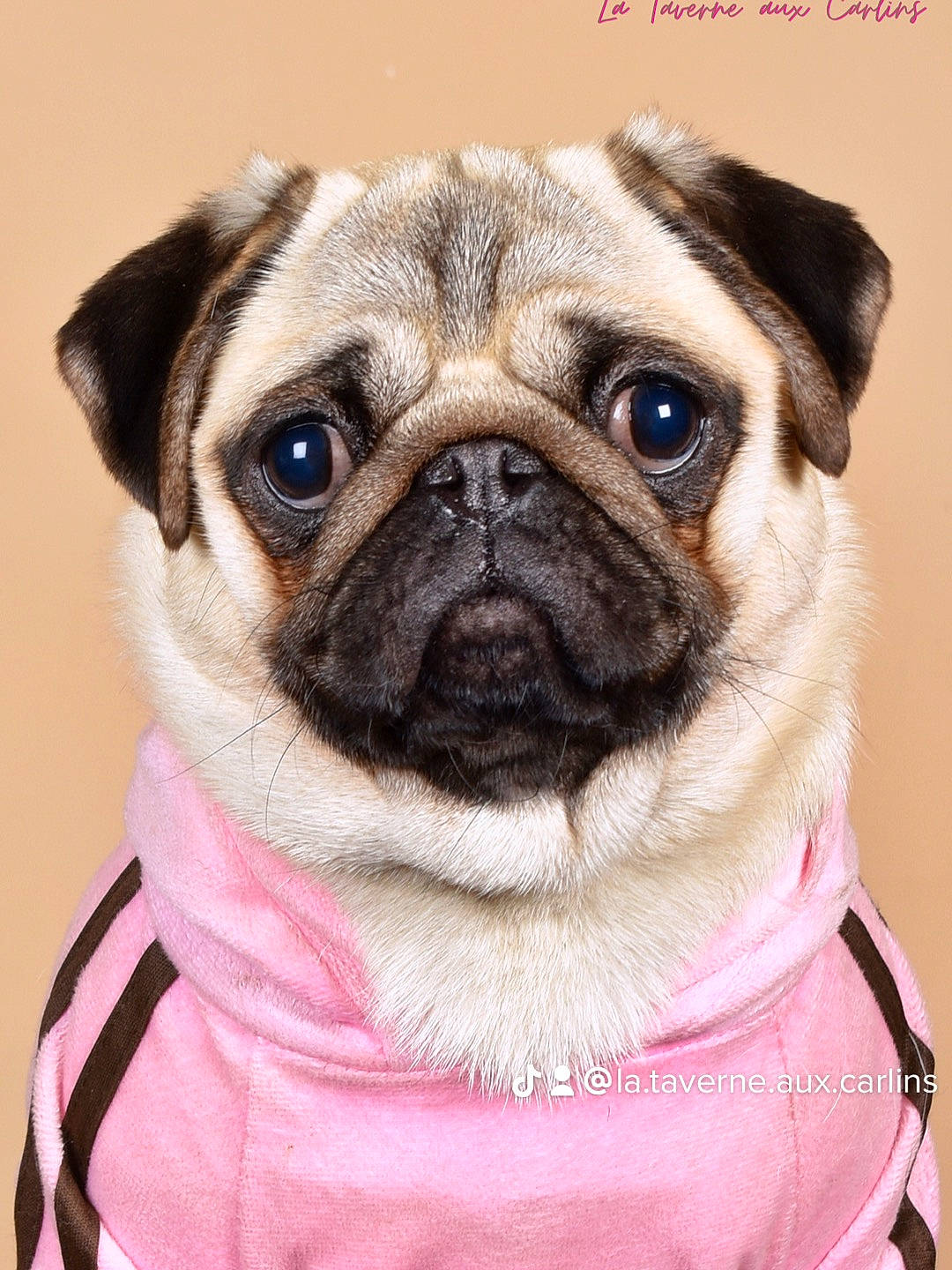 Scarlett participe au concours pour gagner de l'argent avec cette photo : ancient_dog_breeds, canidae, carnivore, collar, companion_dog, dog, dog_breed, dog_collar, fawn, fur, non_sporting_group, pet_supply, pug, puppy, snout, sporting_group, toy_dog, whiskers, working_animal, wrinkle