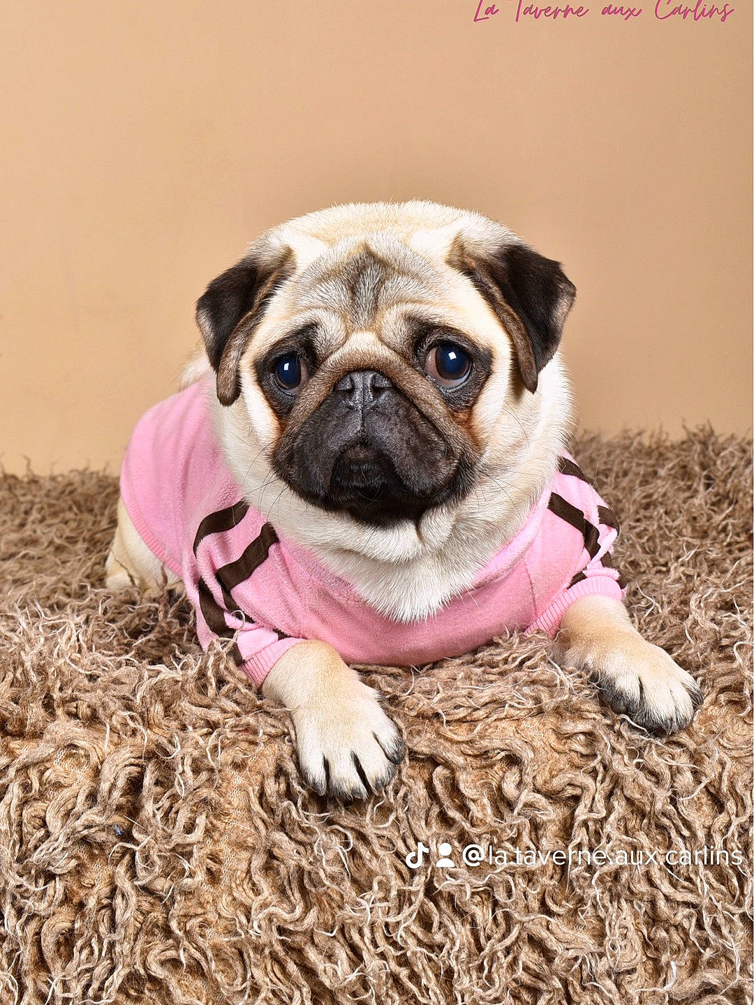 Scarlett participe au concours pour gagner de l'argent avec cette photo : bulldog, canidae, carnivore, companion_dog, dog, dog_breed, fawn, fur, grass, iris, plant, pug, puppy, snout, sporting_group, terrestrial_animal, toy_dog, whiskers, working_animal, wrinkle