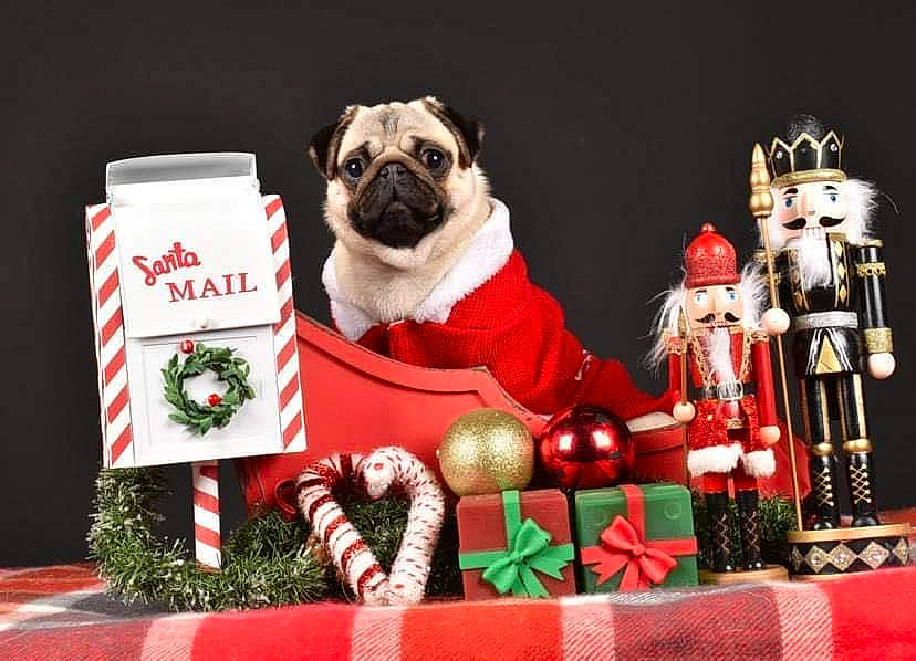 Scarlett participe au concours pour gagner de l'argent avec cette photo : carnivore, christmas, christmas_decoration, christmas_ornament, companion_dog, dog, dog_breed, dog_supply, event, fawn, holiday, holiday_ornament, ornament, plant, pug, santa_claus, snout, toy, toy_dog, tree