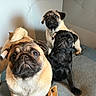 dog, pug, puppy, pet, animal, fawn_pug, black_pug, indoor, cute, portrait, canine, fur, small_dog, resting, three_dogs, companion, domestic_animal, looking_up, paw, face