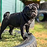 dog, pug, puppy, black_dog, pet, animal, outdoor, grass, tire, sunlight, cute, young, portrait, curious, playful, fence, nature, small_dog, canine, friendly