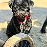 puppy, dog, black_pug, sand, beach, wheel, close_up, outdoor, pet, collar, cute, animal, young_dog, small_dog, sunlight, playful, sandy, leash, portrait, focus