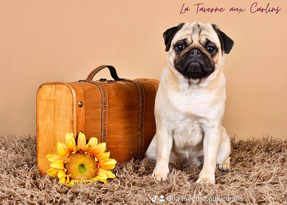 Monika participe au concours pour gagner de l'argent avec cette photo : canidae, carnivore, companion_dog, dog, dog_breed, fawn, flower, flowerpot, grass, happy, petal, plant, pug, pumpkin, sporting_group, still_life_photography, toy_dog, whiskers, wood, wrinkle