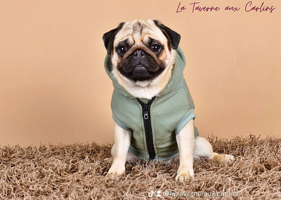 Monika participe au concours pour gagner de l'argent avec cette photo : canidae, carnivore, companion_dog, dog, dog_breed, eye, fawn, fur, grass, non_sporting_group, pug, puppy, snout, soil, sporting_group, terrestrial_animal, toy_dog, whiskers, wildlife, wrinkle