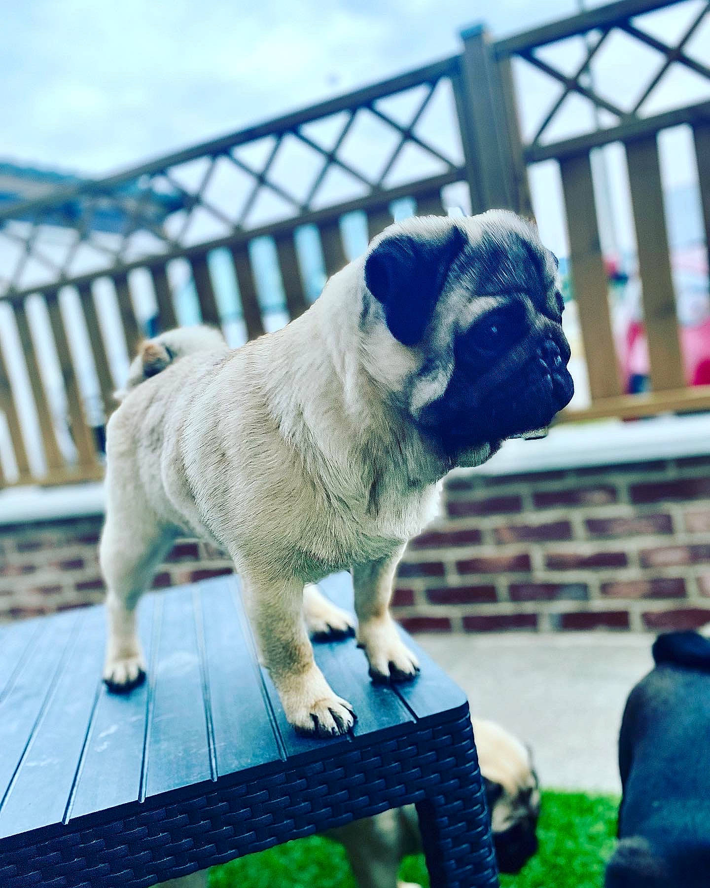 Devil a rejoint le concours — aidez-le/la à gagner de superbes lots ! blue, carnivore, cloud, collar, companion_dog, dog, dog_breed, dog_collar, electric_blue, fawn, fence, grass, plant, pug, sky, snout, toy_dog, tree, working_animal, wrinkle