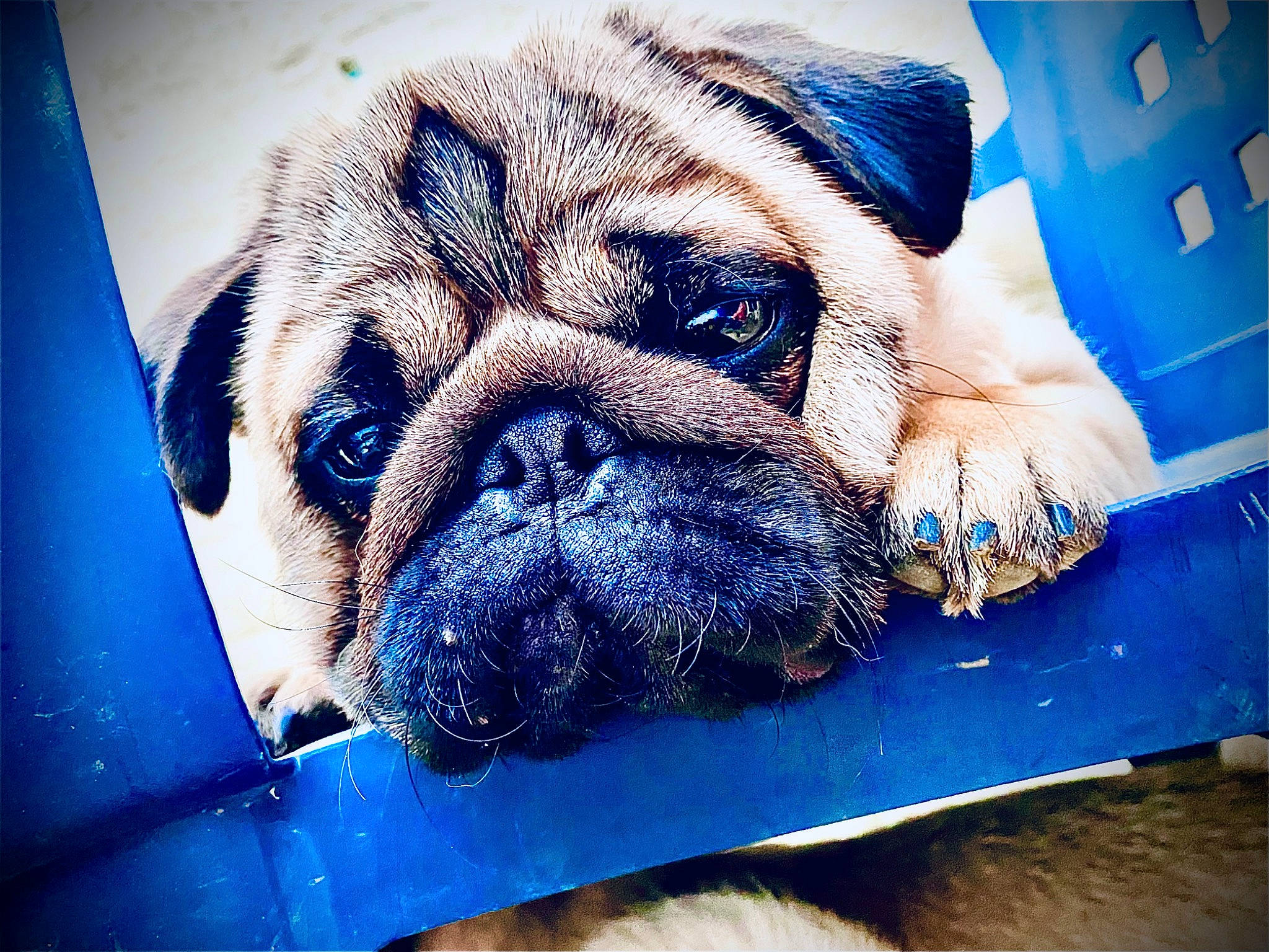 Devil a rejoint le concours — aidez-le/la à gagner de superbes lots ! art, blue, cameras_optics, canidae, carnivore, companion_dog, dog, dog_breed, electric_blue, eye, fawn, iris, paint, pug, rectangle, snout, sporting_group, whiskers, working_animal, wrinkle