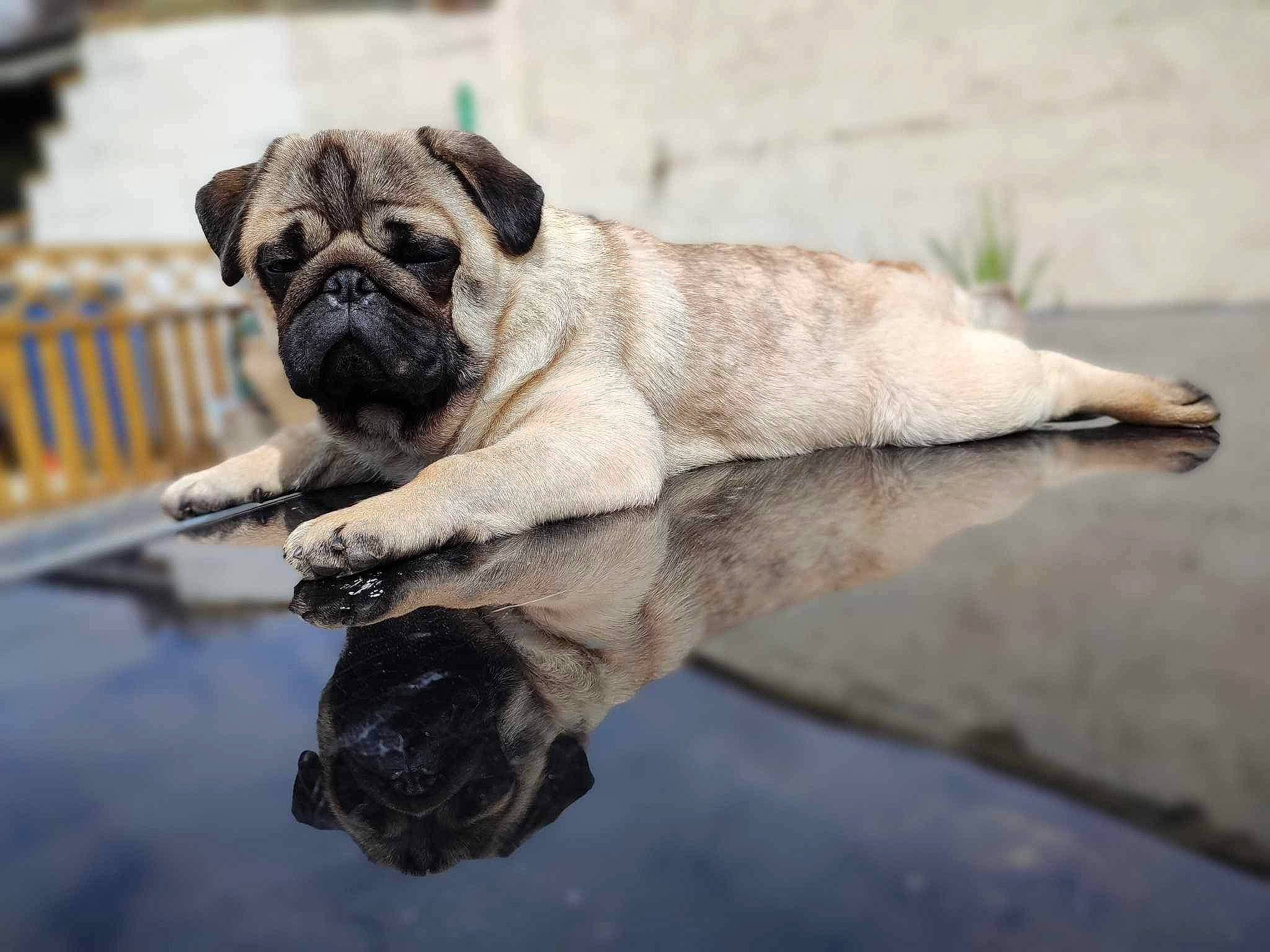 Devil participe au concours pour gagner de l'argent avec cette photo : bathtub, canidae, carnivore, companion_dog, dog, dog_breed, eye, fawn, fence, fur, human_body, non_sporting_group, pug, snout, sporting_group, terrestrial_animal, water, whiskers, working_animal, wrinkle