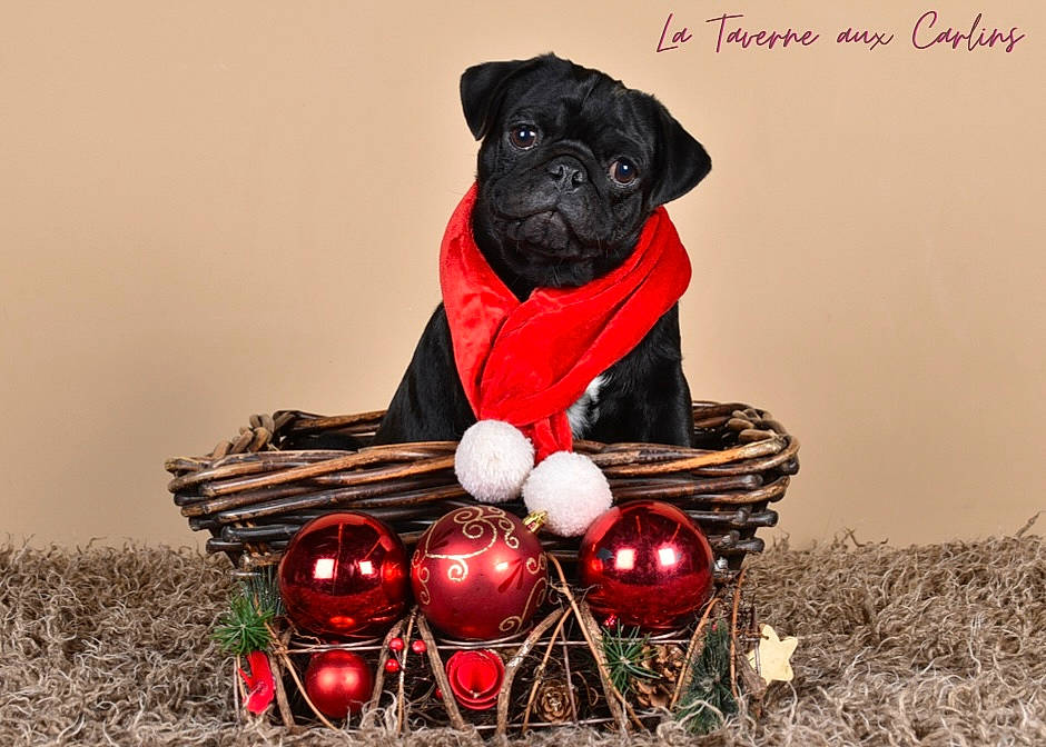 Arko a rejoint le concours — aidez-le/la à gagner de superbes lots ! carmine, carnivore, christmas, christmas_decoration, christmas_ornament, companion_dog, dog, dog_breed, dog_supply, event, fictional_character, grass, happy, holiday, ornament, plant, snout, toy, wood, working_animal