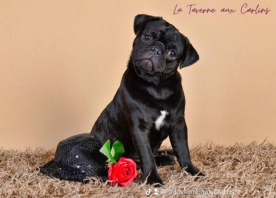 Arko participe au concours pour gagner de l'argent avec cette photo : borador, canidae, carnivore, companion_dog, coquelicot, dog, dog_breed, flower, fur, grass, gun_dog, petal, plant, puppy, rose, snout, soil, sporting_group, terrestrial_animal, working_animal