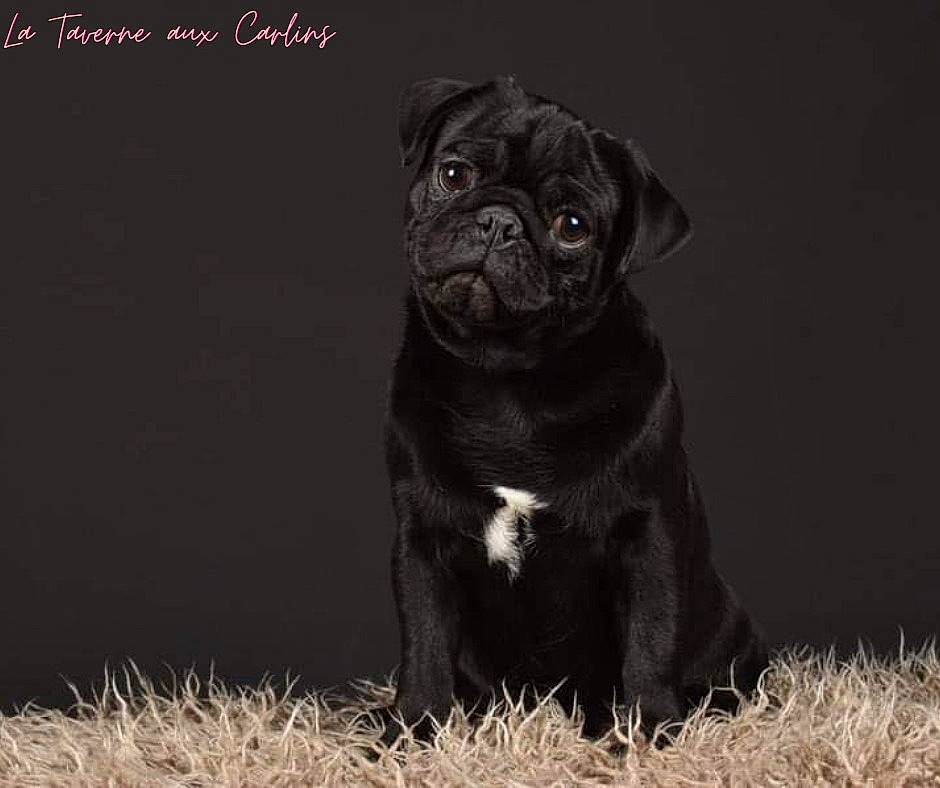Arko participe au concours pour gagner de l'argent avec cette photo : canidae, carnivore, companion_dog, darkness, dog, dog_breed, fawn, flash_photography, fur, grass, monochrome_photography, plant, pug, snout, sporting_group, terrestrial_animal, toy_dog, whiskers, working_animal, wrinkle