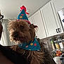 Jackson is registered to the contest to win money with this photo: dog, small_dog, party_hat, bandana, party, pet, indoor, kitchen, cabinets, countertop, person_partial, glasses, close_up, fur, holding, snack_bag, storage_jars, celebration, portrait, messy_fur