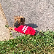 Jackson is registered to the contest to win money with this photo: dog, small_dog, pet, red_shirt, clothing, grass, lawn, sidewalk, pavement, concrete, fur, head, back, outdoor, sunlit, shadow, summer, closeup, lying_down, resting