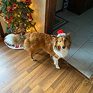 Chase is registered to the contest to win money with this photo: brown, celebration, christmas_tree, curious, decorations, dog, doorway, festive, fur, holiday, home, indoors, lights, ornaments, pet, santa_hat, seasonal, tile_floor, white, wooden_floor