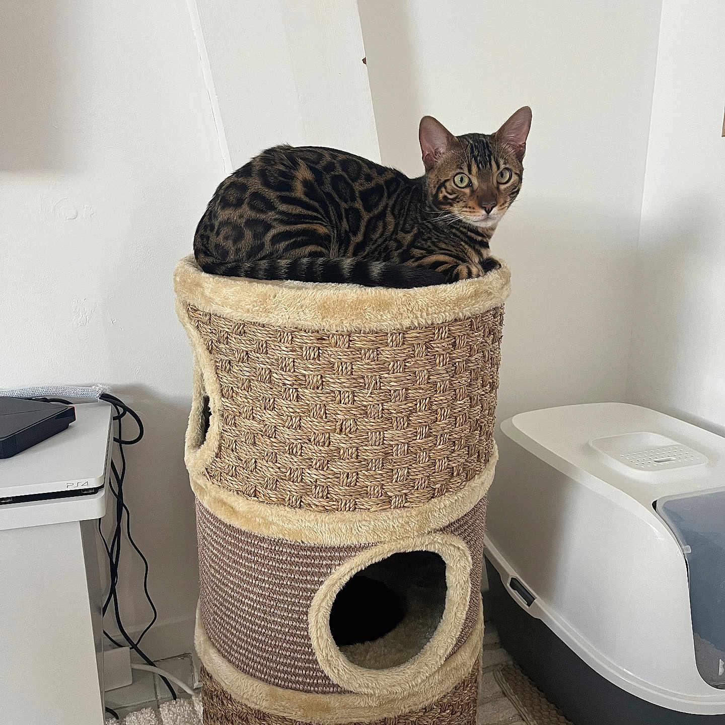 Arès a rejoint le concours — aidez-le/la à gagner de superbes lots ! animal, bengal_cat, carpet, cat, cat_tower, cozy, domestic, electronics, feline, household, indoor, litter_box, modern, pet, relaxed, resting, spotted, striped, table, woven_texture