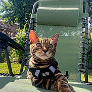 Arès participe au concours pour gagner de l'argent avec cette photo : bengal_cat, cat, pet, animal, outdoor, garden, chair, green_chair, sunlight, harness, feline, fur_pattern, relaxed, alert, nature, daylight, whiskers, ears, paw, domestic_cat