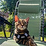 bengal_cat, cat, pet, animal, outdoor, garden, chair, green_chair, sunlight, harness, feline, fur_pattern, relaxed, alert, nature, daylight, whiskers, ears, paw, domestic_cat