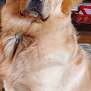 Buster Brown joined the competition — help win amazing prizes! animal, basket, canine, carpet, collar, dog, ears, face, fur, furniture, golden_retriever, home, indoor, lamp, mammal, nose, pet, plant, shelf, sitting