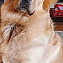 animal, basket, canine, carpet, collar, dog, ears, face, fur, furniture, golden_retriever, home, indoor, lamp, mammal, nose, pet, plant, shelf, sitting