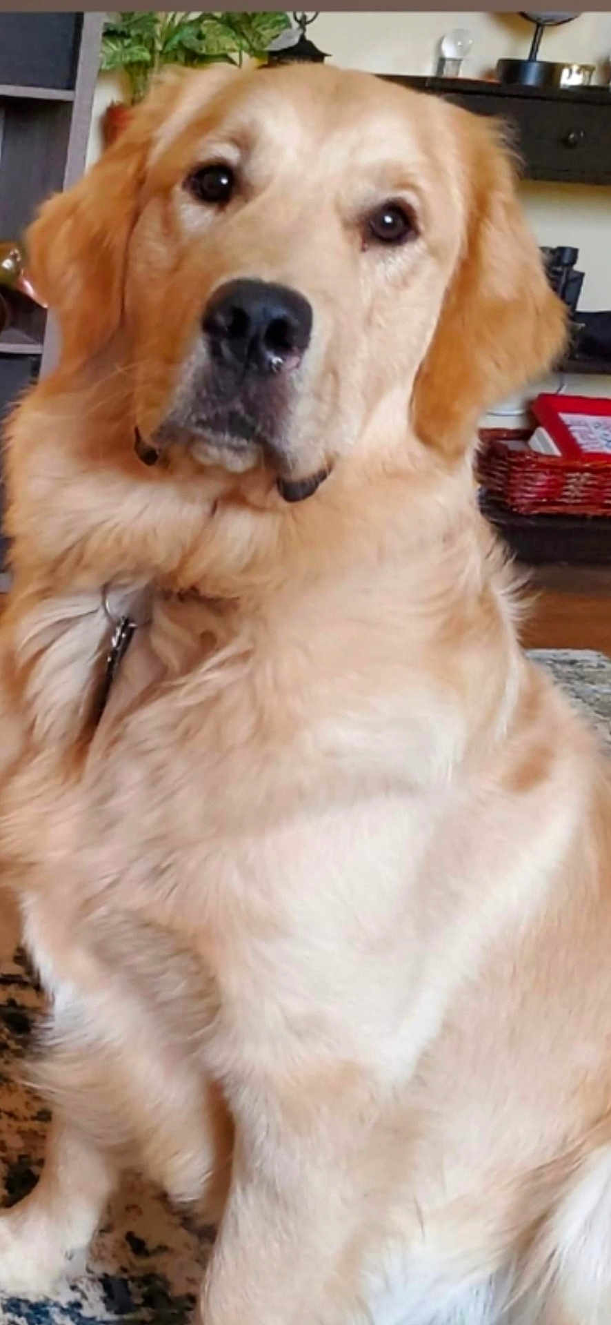 Buster Brown joined the competition — help win amazing prizes! animal, basket, canine, carpet, collar, dog, ears, face, fur, furniture, golden_retriever, home, indoor, lamp, mammal, nose, pet, plant, shelf, sitting