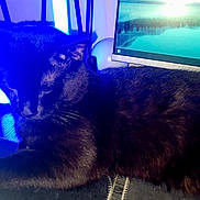 Richy joined the competition — help win amazing prizes! black_cat, cat, indoor, computer_monitor, technology, desk, pet, animal, feline, resting, blue_light, electronics, home_office, relaxation, fur, whiskers, close_up, sleeping_cat, domestic_cat, companion