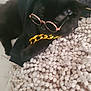 cat, black_cat, sunglasses, gold_chain, blanket, indoor, pet, feline, accessory, cute, relaxed, fashion, texture, cozy, animal, close_up, portrait, domestic_animal, laying, cool