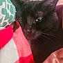 Richy is registered to the contest to win money with this photo: cat, black_cat, animal, pet, sleeping, cozy, blanket, fabric, closeup, whiskers, ear, face, resting, domestic_animal, comfort, indoor, soft, cute, relaxed, feline