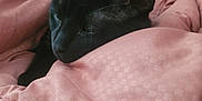 Richy joined the competition — help win amazing prizes! black_cat, sleeping_cat, pet, cozy, pink_bedding, blanket, indoor, feline, fur, whiskers, relaxing, cute, animal, domestic_cat, resting, closeup, soft_texture, calm, peaceful, napping