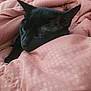 black_cat, sleeping_cat, pet, cozy, pink_bedding, blanket, indoor, feline, fur, whiskers, relaxing, cute, animal, domestic_cat, resting, closeup, soft_texture, calm, peaceful, napping