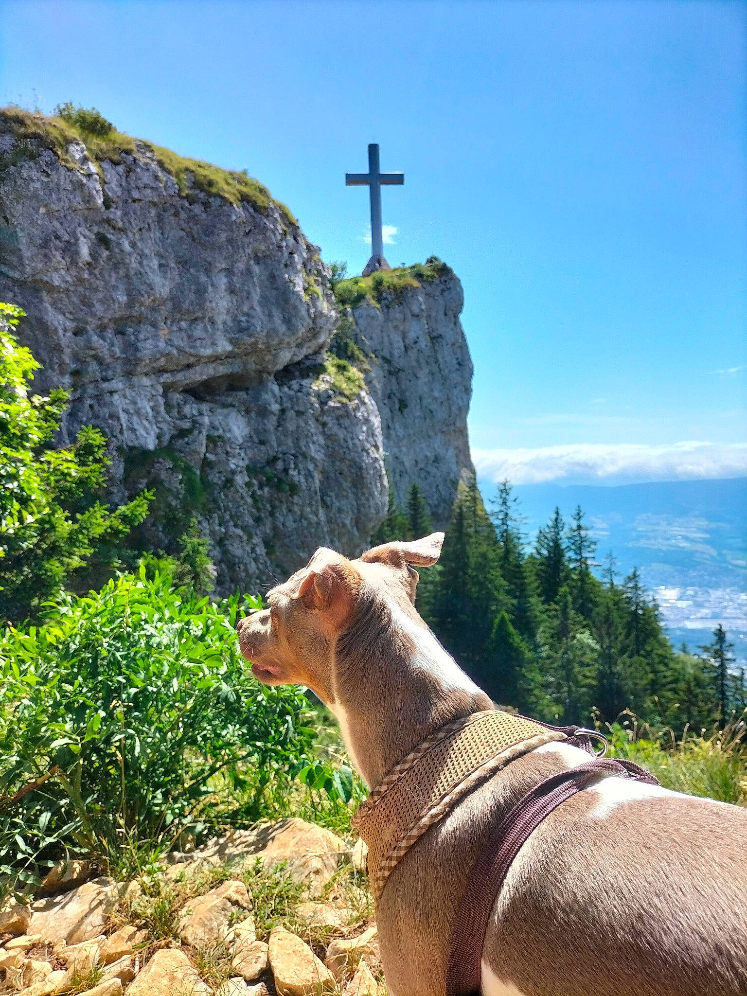 P'Rhune participe au concours pour gagner de l'argent avec cette photo : big_cats, cross, fawn, felidae, grass, landscape, leisure, mountain, mountainous_landforms, natural_landscape, plant, recreation, rock, sky, symbol, terrestrial_animal, trail, tree, vacation, wildlife